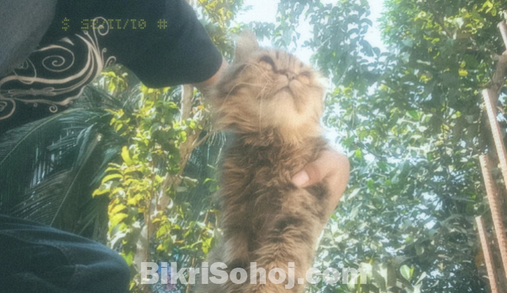 Persian cat